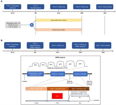 Assessing brain function in stressed healthy individuals following the use of a combination of green tea, Rhodiola, magnesium, and B vitamins: an fMRI study